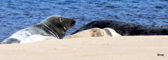 Seals on Findhorn Beach at low tide