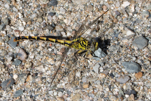 Small Pincertail-DSA 6948