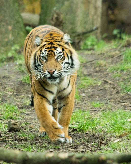 Tiger approaching