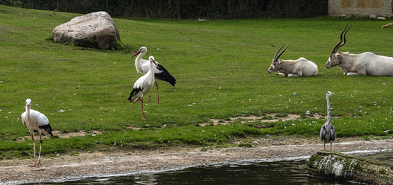 20190901 5514CPw [D~VR] Weißstorch, Graureiher, Mendesantilope, Vogelpark Marlow