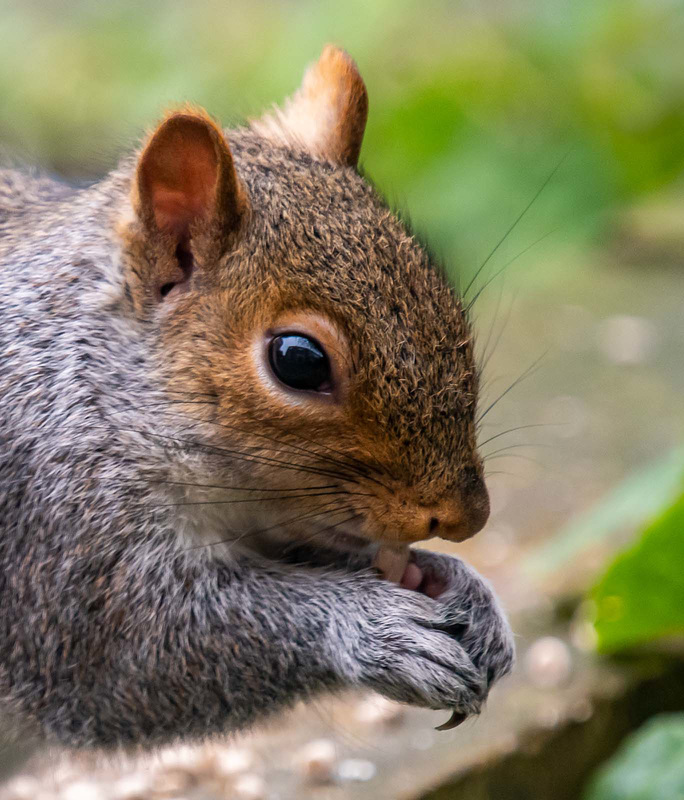 Grey squirrel