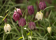 20210423 4295VRMw [D~LIP] Schachbrettblume (Fritillaria meleagris), Bad Salzuflen