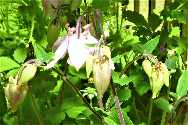 The pale pink acqualegia