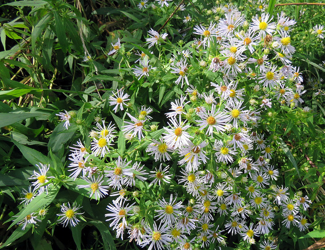 Wild asters.