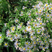 Wild asters.