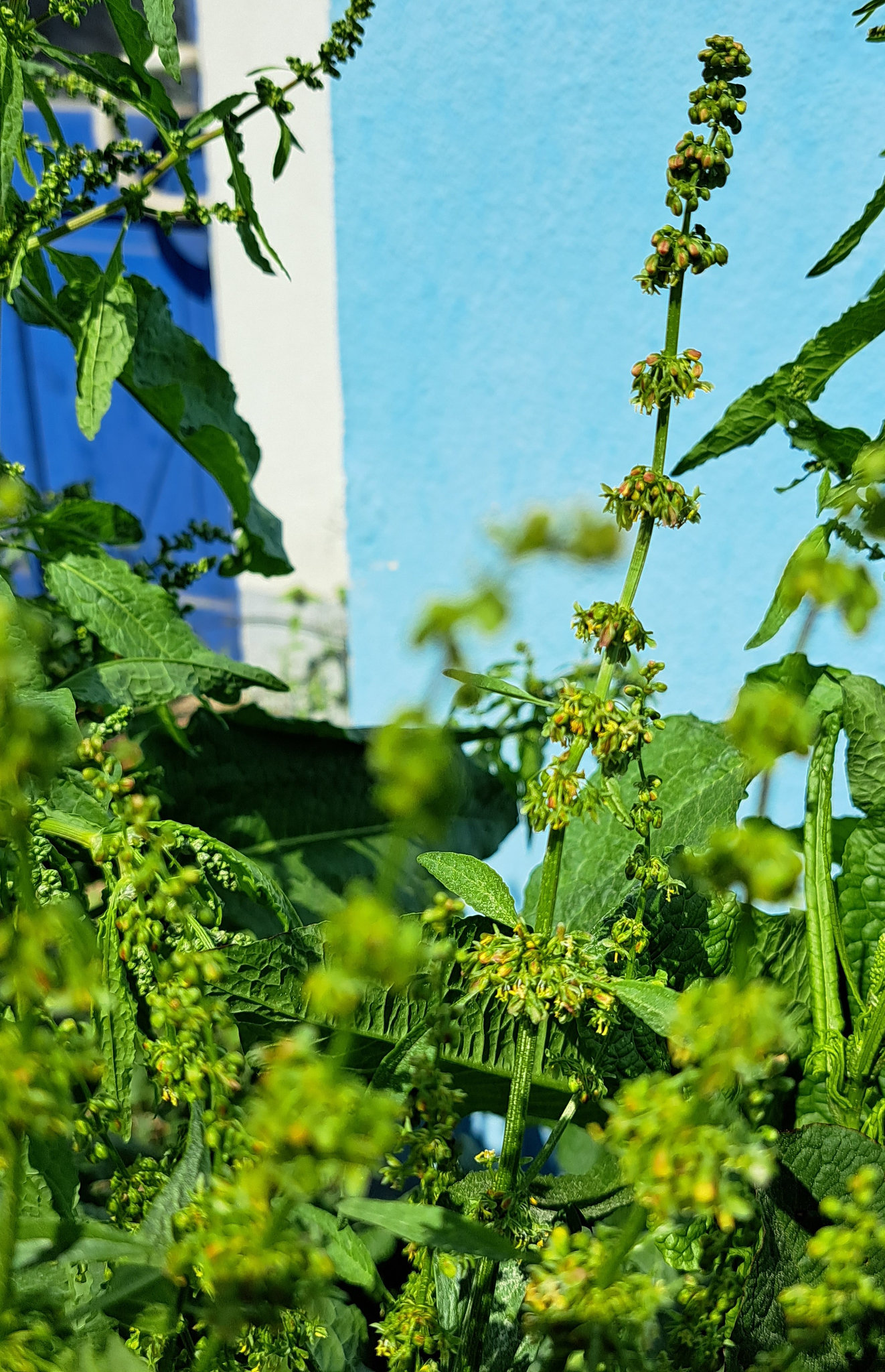 Stumpfblättrige Ampfer (Rumex obtusifolius)