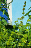 Stumpfblättrige Ampfer (Rumex obtusifolius)