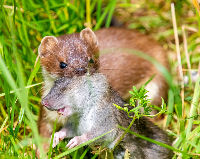 A stoat with a rat dinner