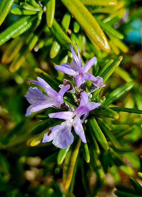 native bee on rosemary