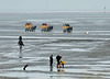 Kutschfahrten durch das Wattenmeer