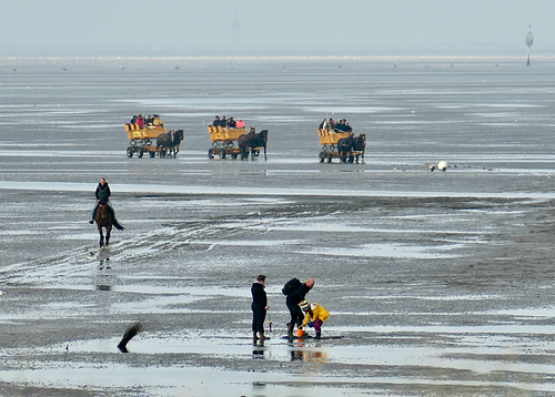 Kutschfahrten durch das Wattenmeer