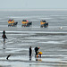 Kutschfahrten durch das Wattenmeer