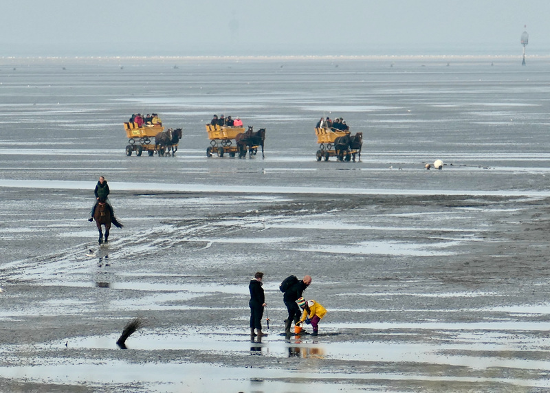 Kutschfahrten durch das Wattenmeer