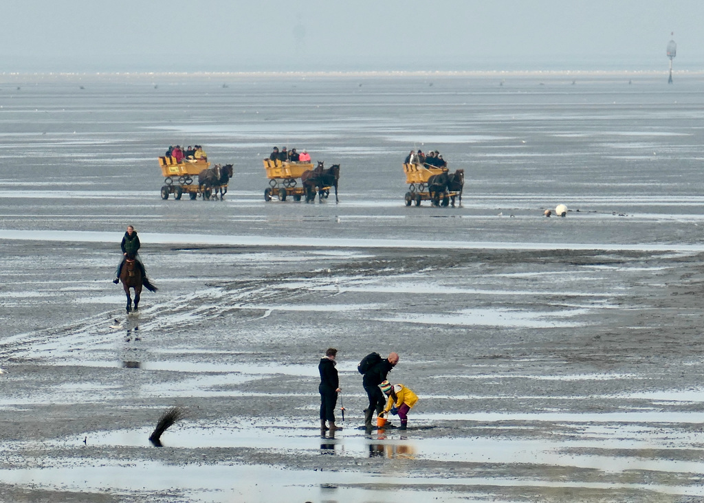 Kutschfahrten durch das Wattenmeer