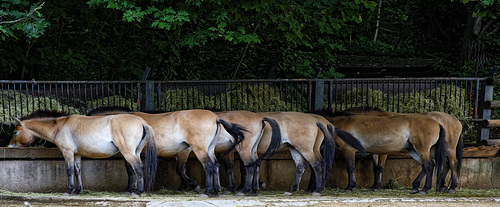 Tiergarten Nürnberg, 30.07.2023