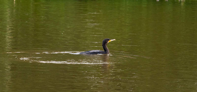 Cormorant