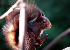 Ecureuil roux, (Sciurus vulgaris), Eurasian Red Squirrel