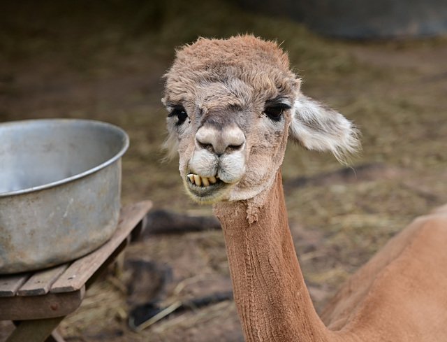 DSC 1182 1 DSC 1182 1