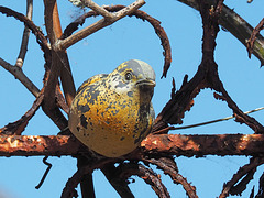 Rust Tit