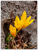 Crocus tra le rocce