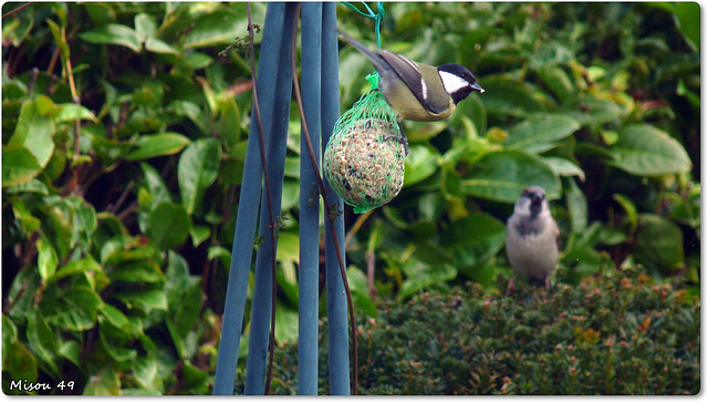 MON JARDIN MON JARDIN