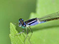 Common Bluetail thorax f (Ischnura elegans violacea) DSB 1257
