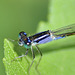 Common Bluetail thorax f (Ischnura elegans violacea) DSB 1257