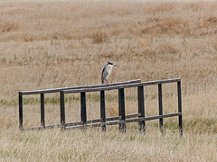 Black-crowned Night-heron