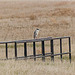 Black-crowned Night-heron