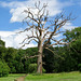 abgestorbener Baum im Schloßpark