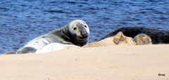 Seals on Findhorn Beach at low tide