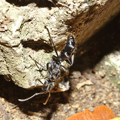 Ant IMG_6007