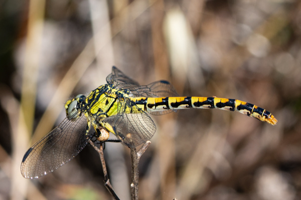 Small Pincertail-DSA 6954