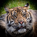 Tiger close up (1)