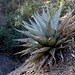 Havard Agave