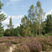 Kleinmachnower Heide