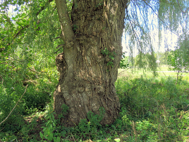 200-year old willow.