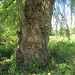 200-year old willow.