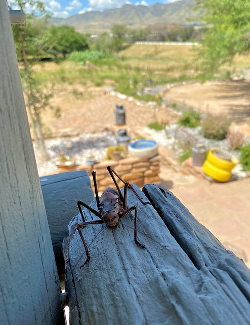 Besuch beim Mittagessen