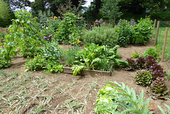 un jardin à LANDREVAZEC 1/3 un jardin à LANDREVAZEC 1/3