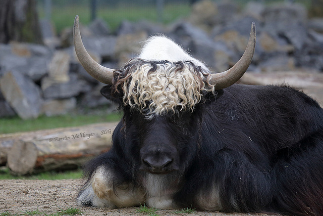 Papa hat die Haare schön (Wilhelma)