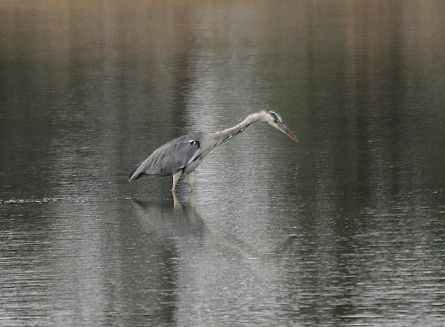 Grue cendrée (marais de l'ile de Ré)