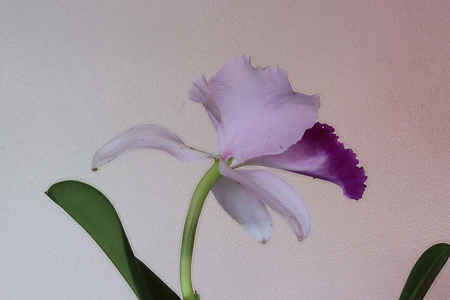 2024-03-02-10.20.24 ZS retouched cattleya trianae orchid.24 ZS retouched Orchid