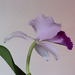 2024-03-02-10.20.24 ZS retouched cattleya trianae orchid.24 ZS retouched Orchid