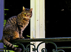 ... chat perché ...