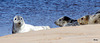 Seals on Findhorn Beach at low tide