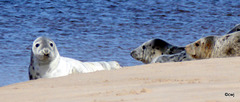 Seals on Findhorn Beach at low tide