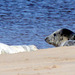 Seals on Findhorn Beach at low tide