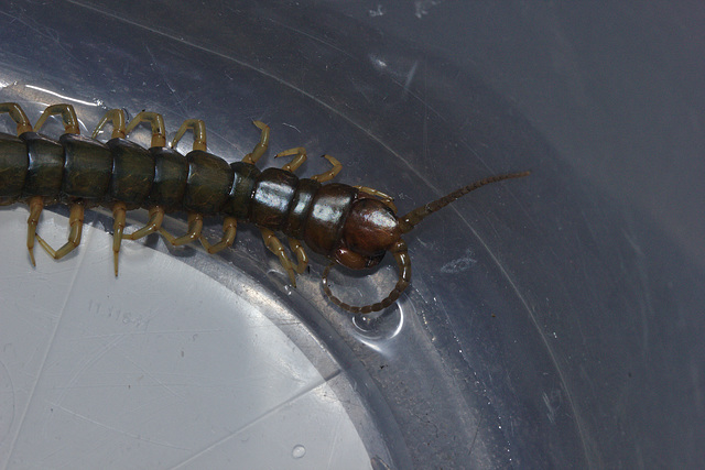 Centipede close up IMG_5965