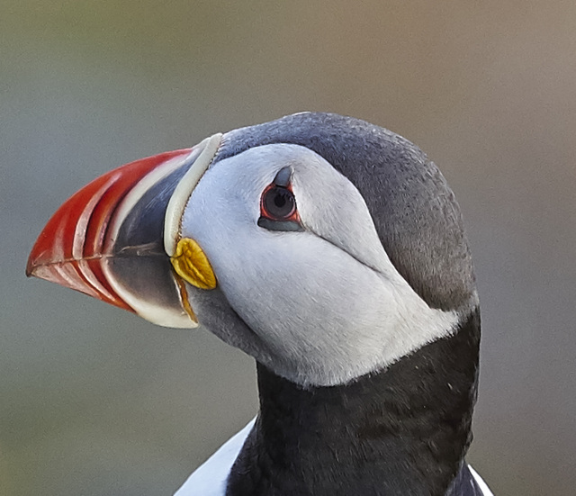 Atlantic Puffin-Lunde: detail